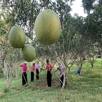 Bưởi Diễn Đú Sáng